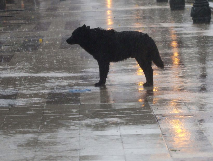 Municipio de Las Condes habilitó un albergue temporal para animales callejeros