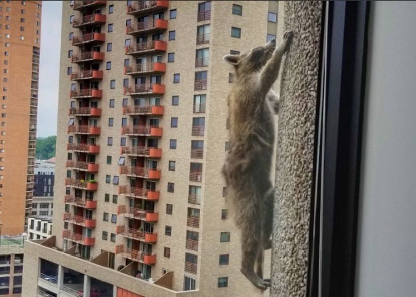 [VIDEO] Rescataron a un mapache que trepó 25 pisos de un edificio en Minnesota