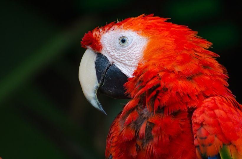 300 aves exóticas fueron incautadas en la Región Metropolitana