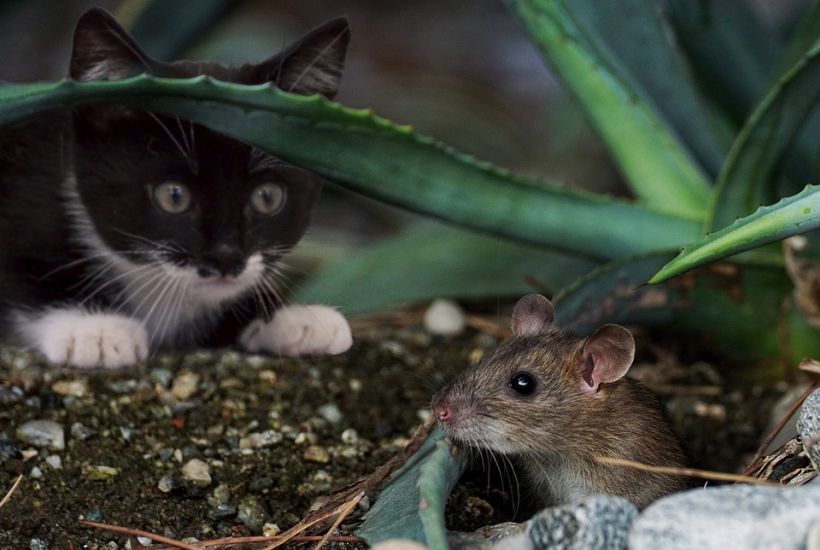 Estudio demostró que el miedo de los ratones a los depredadores es genético