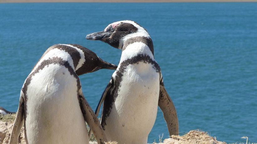 [VIDEO] Romántico paseo de pingüinos  en playa de Sudáfrica conquistó las redes sociales