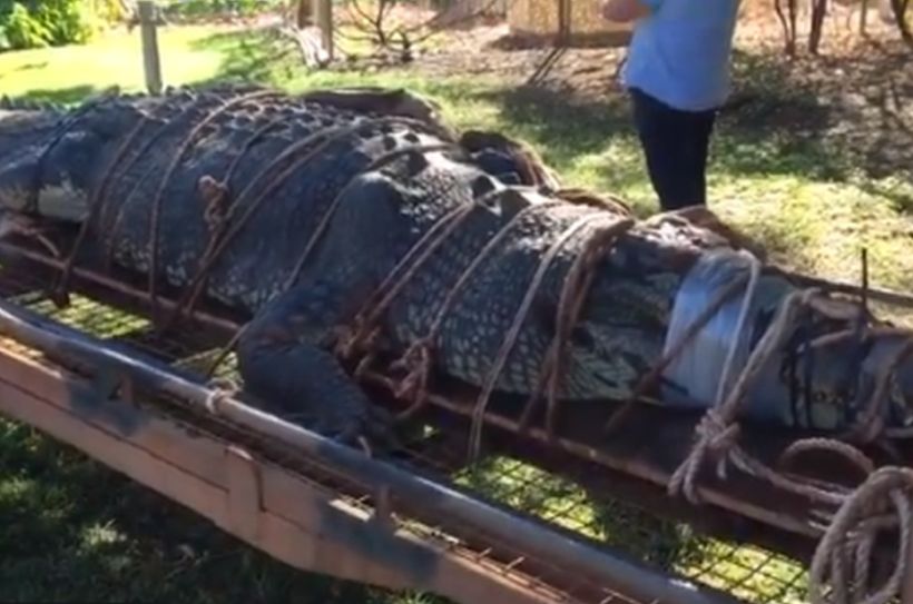 Capturaron a cocodrilo que había sido perseguido durante ocho años en Australia
