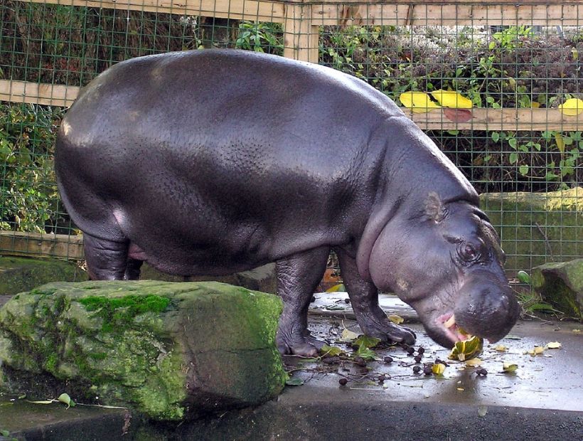 Buin Zoo inauguró recinto africano de hipopótamos pigmeo y cocodrilos