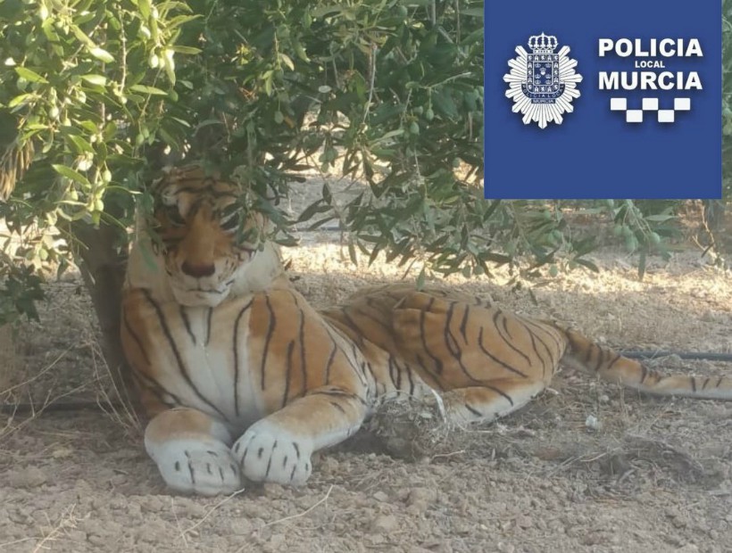 Un tigre de peluche alertó a la policía en Murcia
