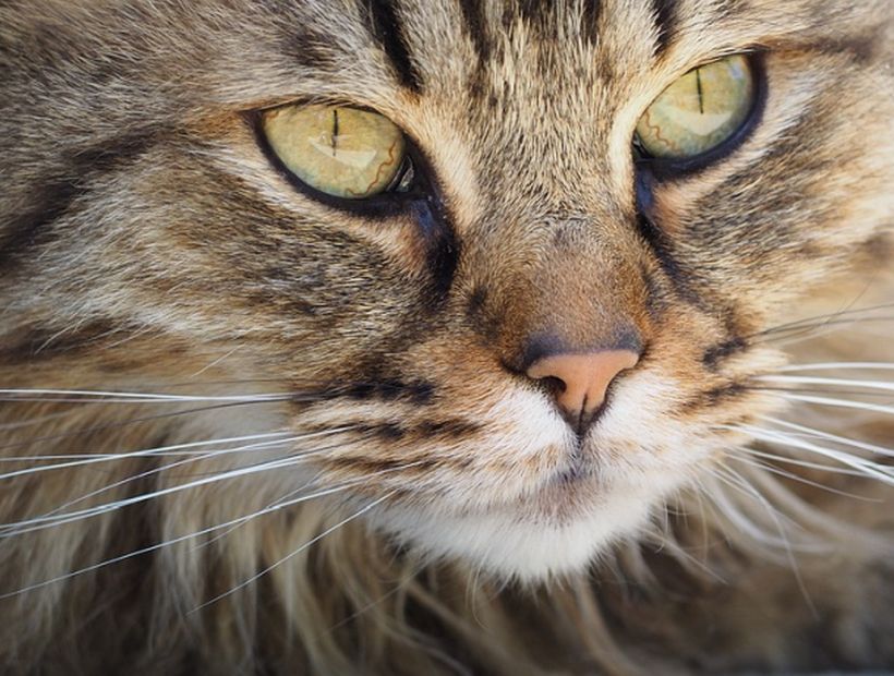 Mes de los gatos: Colegio Médico Veterinario llamó a cuidar a las mascotas para evitar sobrepoblación