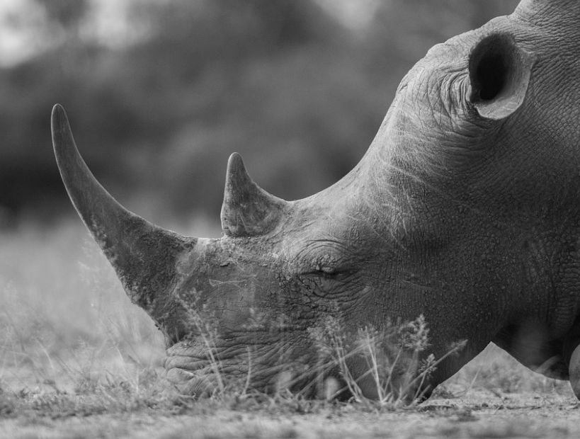 Muere el último de once rinocerontes negros trasladados a un parque en Kenia