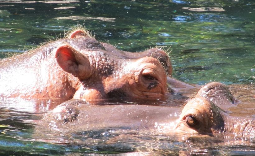 Dos personas murieron tras ser atacadas por hipopótamos en Kenia