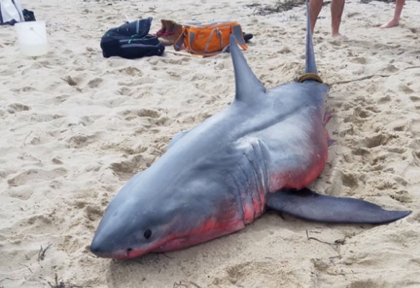 Hallaron muerto a tiburón con el cuerpo rojo y pesas de plomo en su interior en Estados Unidos