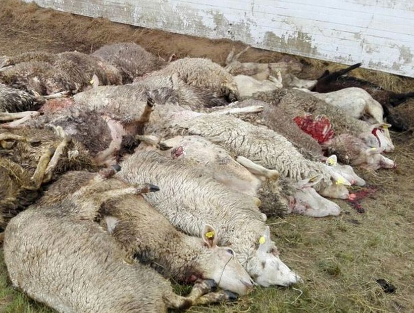 Perros asilvestrados matan 50 ovejas en Quellón