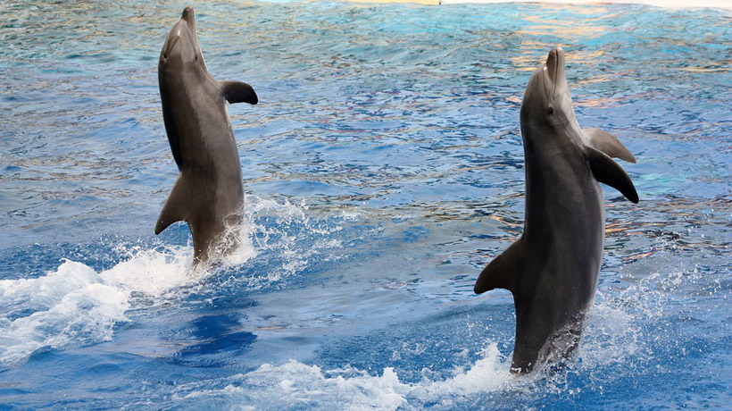 Los delfines que viven en libertad aprenden observando a hacer acrobacias