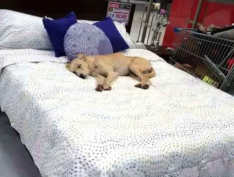 Tienda de retail dejó dormir a una perrita dentro de su local y se volvió viral