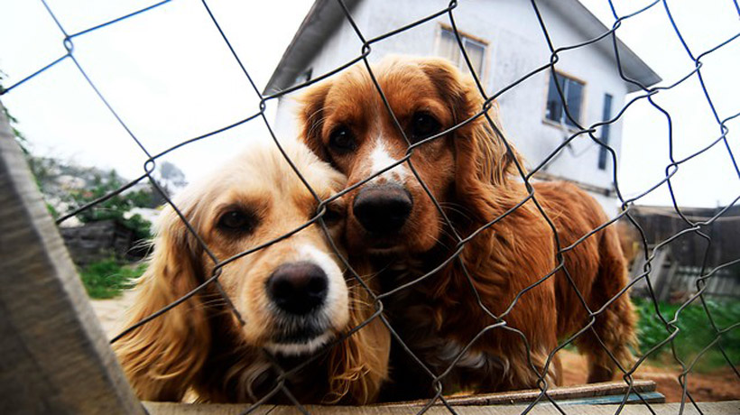 En Chile hay más de 65 mil mascotas inscritas en registro