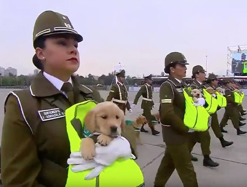 [VIDEO] Una vez más la Escuela de Adiestramiento Canino de Carabineros se roba las miradas en la Parada Militar