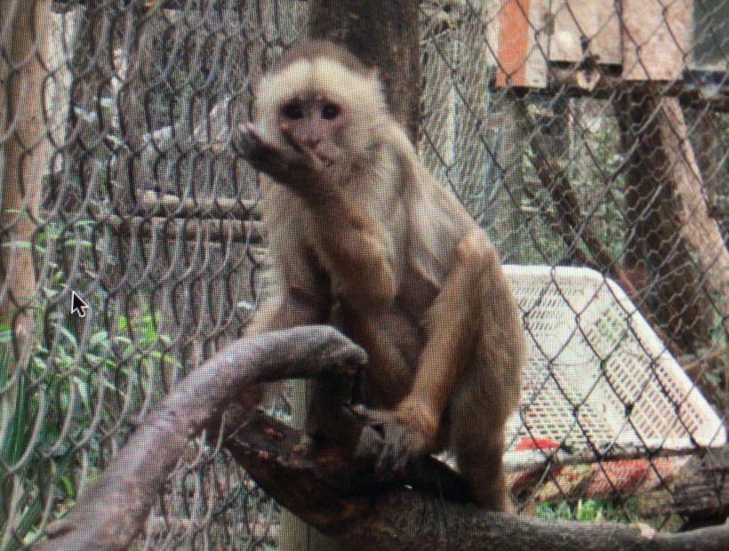 Robaron cuatro monos desde centro de rehabilitación de primates en Peñaflor