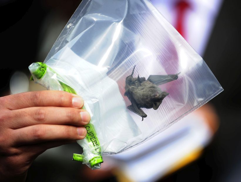 Confirman 22 casos de murciélagos con rabia en la Región Metropolitana