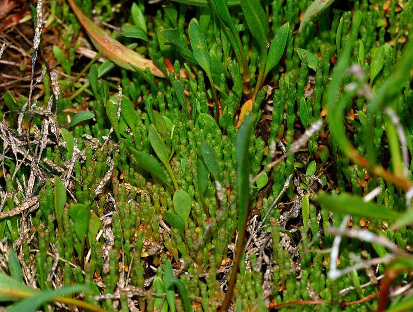 Buscarán descontaminar suelos de Puchuncaví mediante planta nativa Buscarán descontaminar suelos de Puchuncaví mediante planta nativa