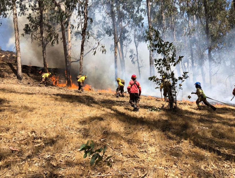 4.000 metros cuadrados consumió un incendio forestal en el fundo Llolleo 4.000 metros cuadrados consumió un incendio forestal en el fundo Llolleo