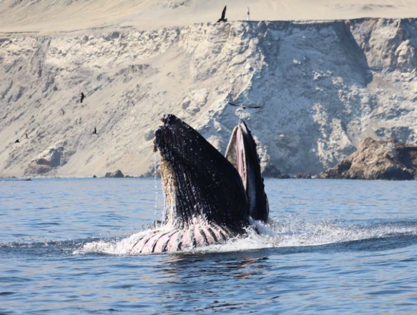 Revisa las postales del avistamiento de ballenas en Mejillones