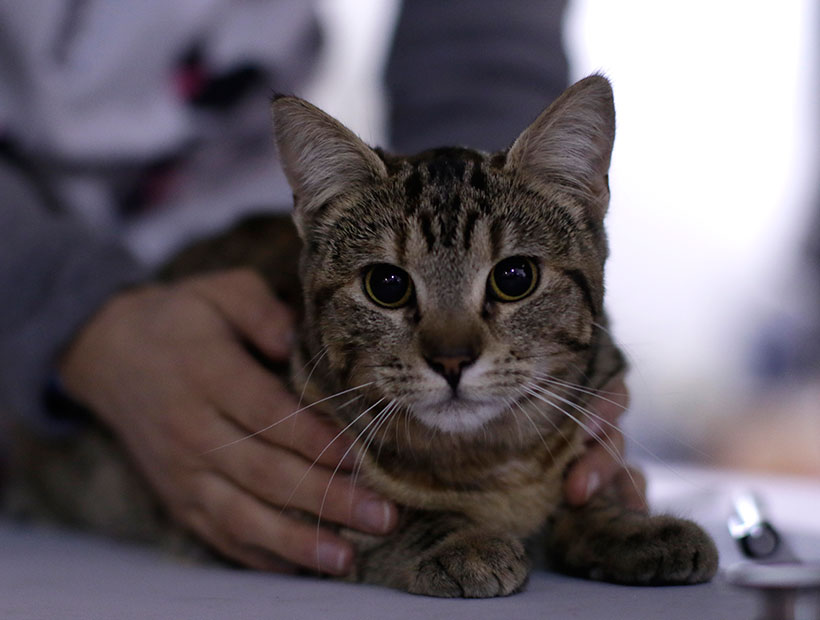Cosas que debes saber antes de esterilizar a tu gato Cosas que debes saber antes de esterilizar a tu gato