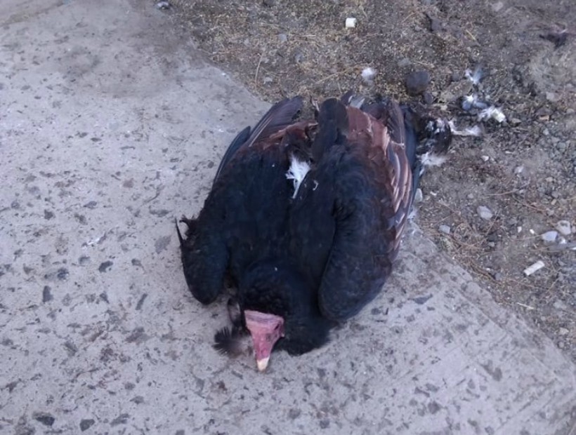 Denuncian que jote en Antofagasta murió tras demora del Servicio Agrícola Ganadero Denuncian que jote en Antofagasta murió tras demora del Servicio Agrícola Ganadero