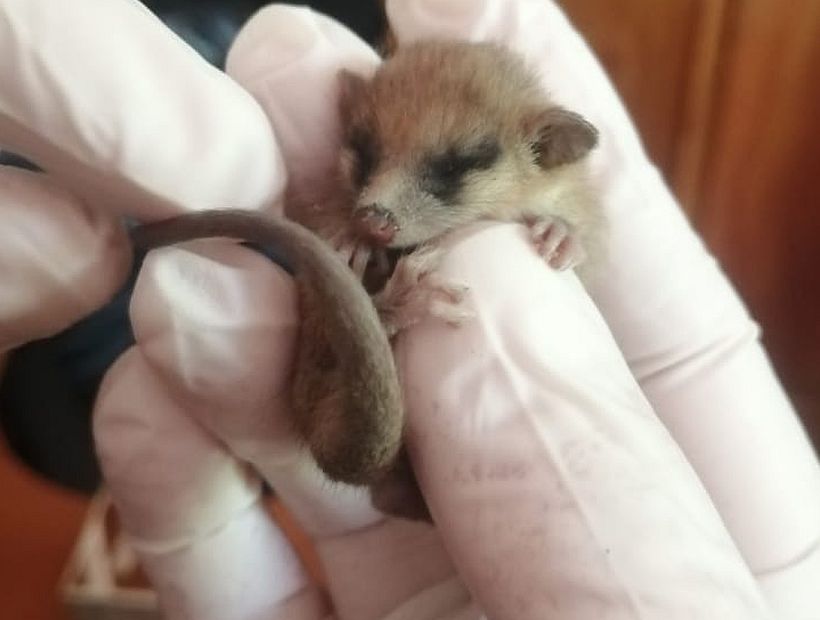 Brigadistas rescataron a una cría de monito del monte durante el incendio en la Reserva Nonguén