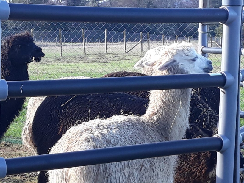 UACh trabaja con alpacas en el tratamiento del covid-19