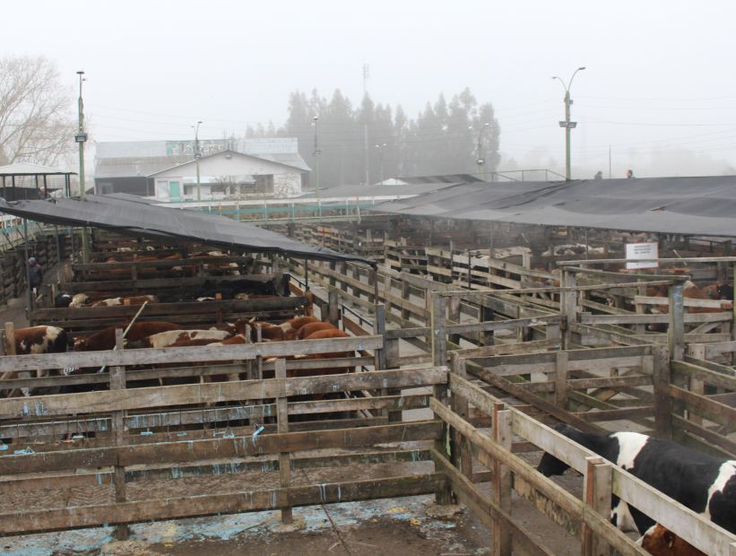 SAG intensifica fiscalizaciones en carnicerías, supermercados y transporte de animales en el Biobío