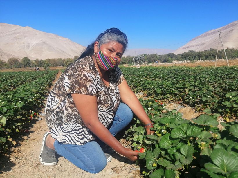 Invitan a participar del programa “Mujeres Rurales” 2021 en Arica