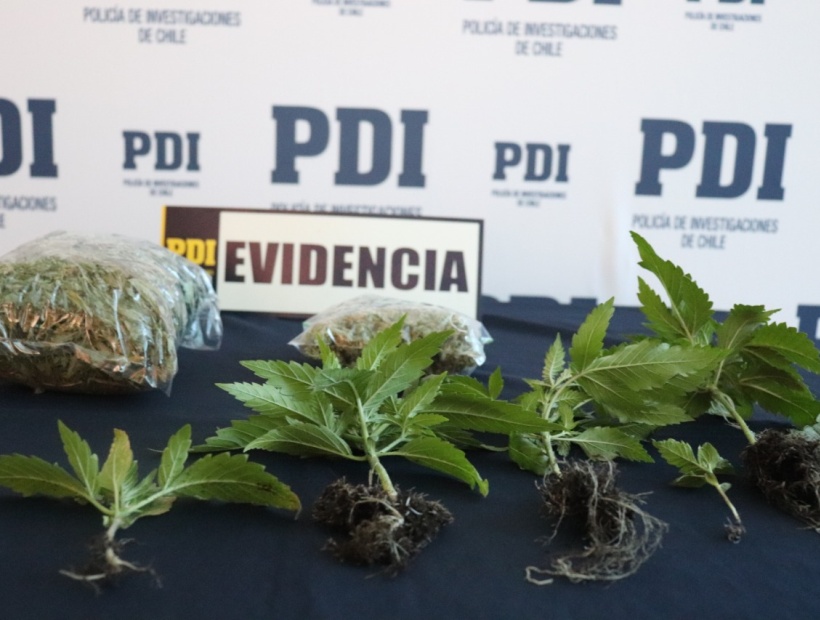 Pdi Detiene A Sujeto Que Manten A Cultivo Indoor De Cannabis