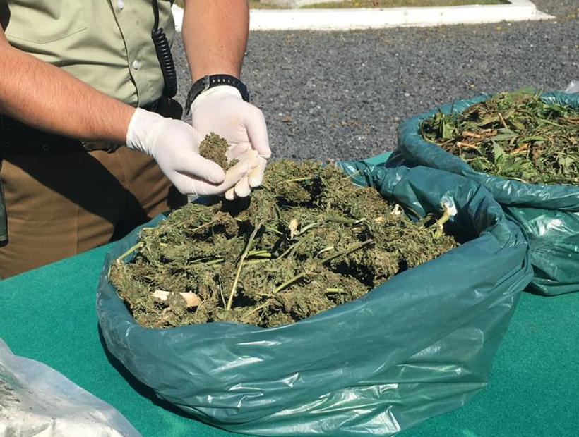 Incautaron más de 22 mil dosis de marihuana y plantas de cannabis sativa en Talcahuano