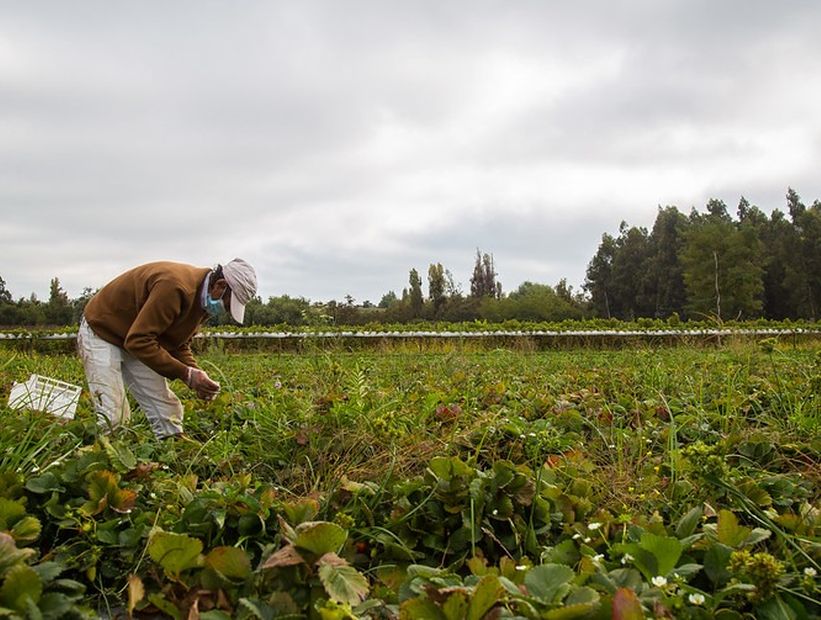 Anuncian distribución de recursos por emergencia agrícola en el Biobío