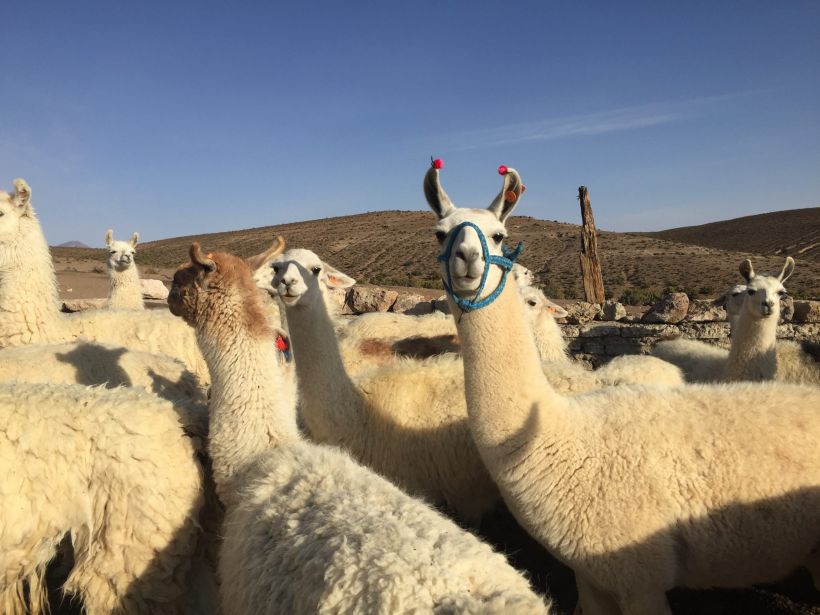 Arica: Mesa Técnica de Ganadería Camélida buscará dar solución a necesidades de la región Arica: Mesa Técnica de Ganadería Camélida buscará dar solución a necesidades de la región