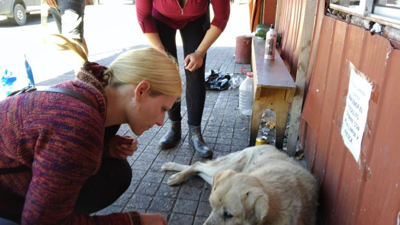 En Puerto Montt promueven la tenencia responsable de animales