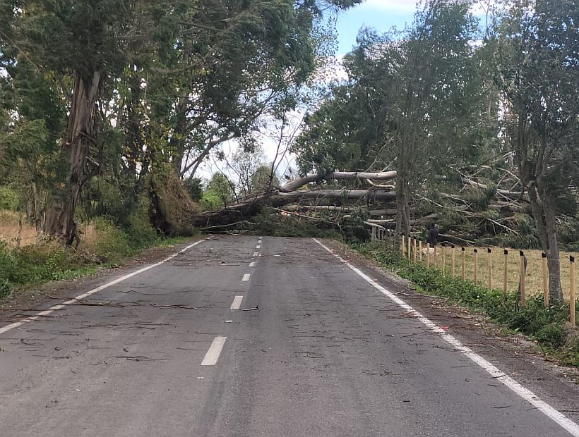 Ráfagas de viento derribaron árbol e interrumpieron tránsito en sector Quema del Buey en Puyehue