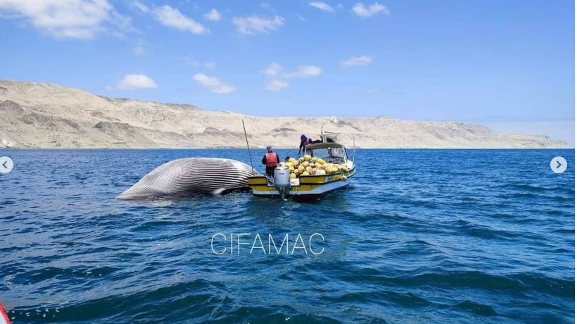 Varamientos de ballenas en el 2021 marcan histórico registro en Región de Antofagasta Varamientos de ballenas en el 2021 marcan histórico registro en Región de Antofagasta