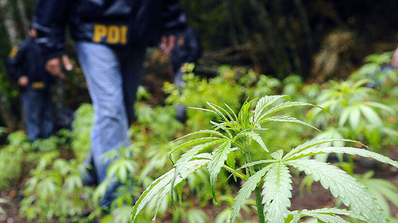 Quillota PDI incautó mil plantas de marihuana