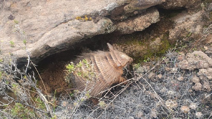 Liberan armadillo que fue encontrado en Laguna Verde en Iquique Liberan armadillo que fue encontrado en Laguna Verde en Iquique