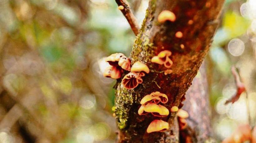 OMS advierte que en La Araucanía existen hongos altamente peligrosos
