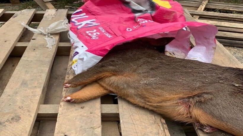 Castro: Encuentran a pudú mutilado en el sector Pid Pid