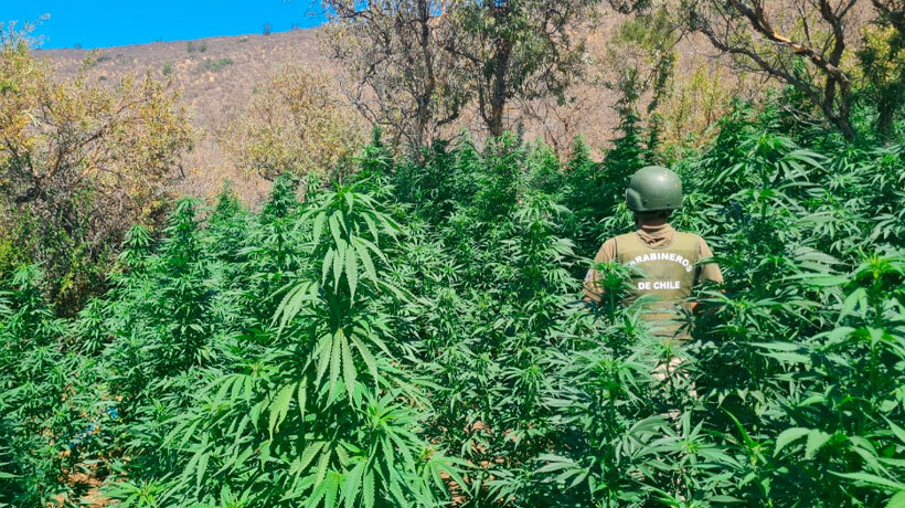 Desbaratan banda criminal e incautan 29 kilos de marihuana y más de mil