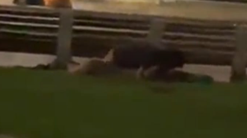 Denuncian a pareja teniendo relaciones sexuales en la vía pública en Antofagasta