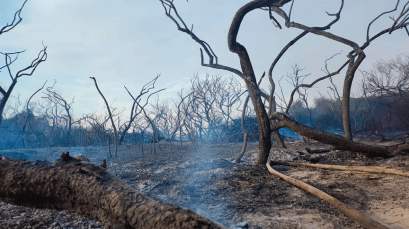 Arica: Declaran emergencia por Incendio Forestal en el Humedal del Río Lluta Arica: Declaran emergencia por Incendio Forestal en el Humedal del Río Lluta