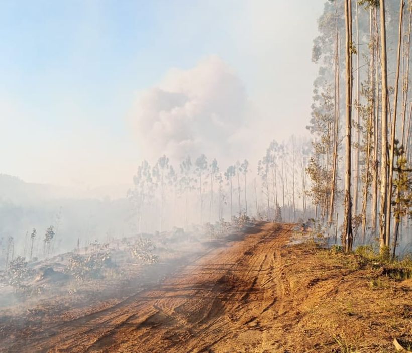 Un incendio forestal afecta a esta hora al sector Illahue 2 de Mariquina