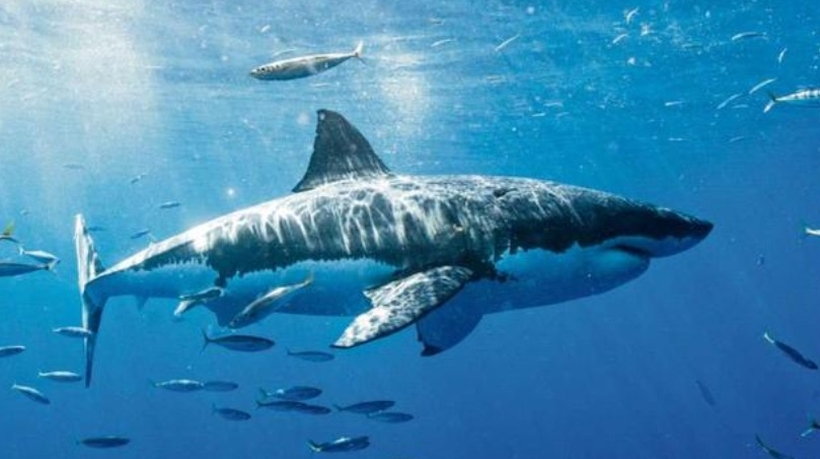La baja en los ataques de tiburones a humanos podría ser mala noticia La baja en los ataques de tiburones a humanos podría ser mala noticia