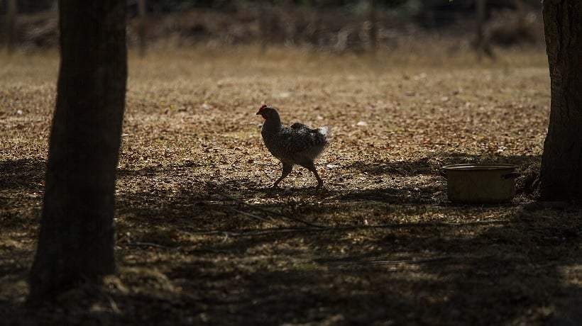 Sag Confirm El Primer Caso De Influenza Aviar En Aves Silvestres En La