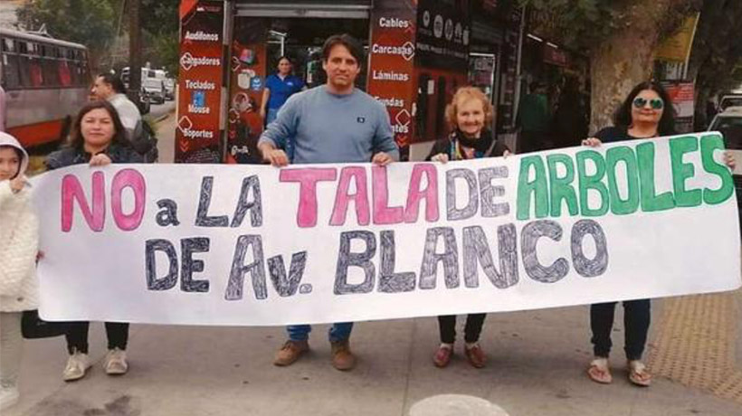 Vecinos de Quilpué dan la pelea para evitar la masiva tala de árboles ...