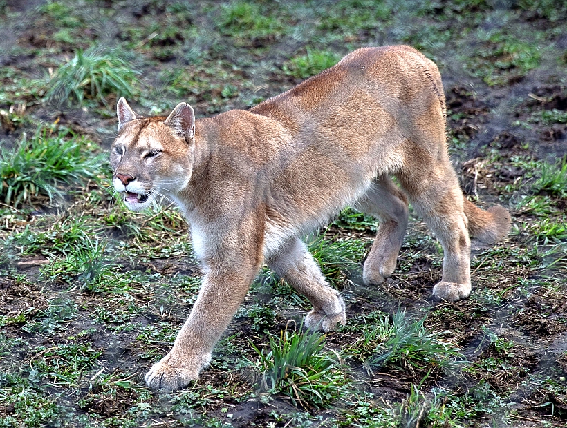 Animales fueron enviados a un zoológico tras cierre de refugio en Puerto Varas