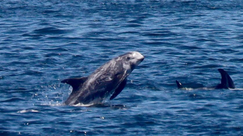 Avistan manada de delfines de Risso en playas de Viña del Mar