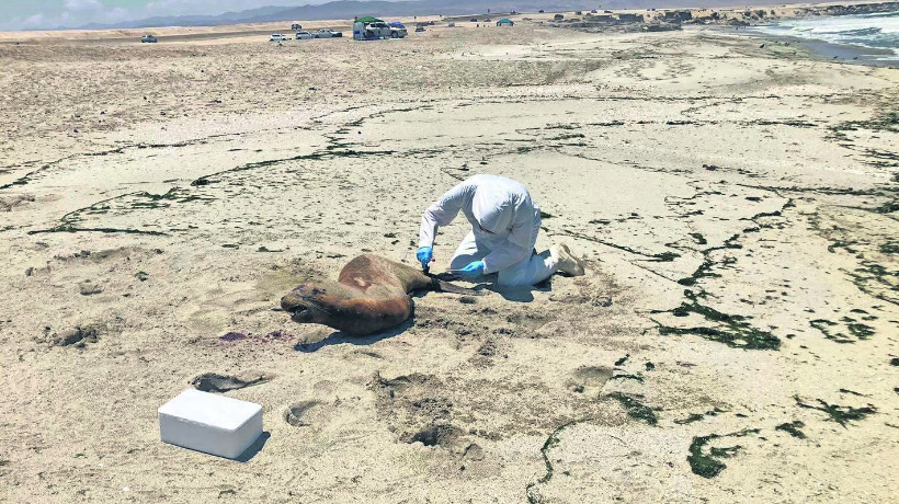 Sernapesca confirmó segundo caso positivo de gripe aviar en Antofagasta