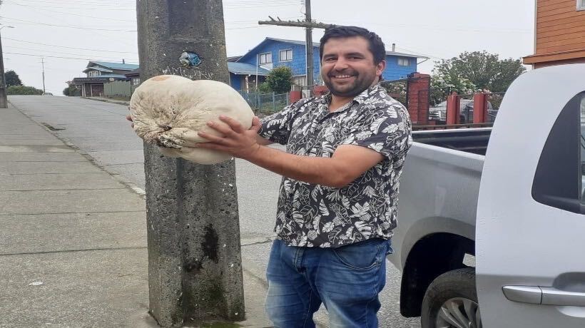 Ancud: encuentran hongo gigante de 10 kilos en la comuna